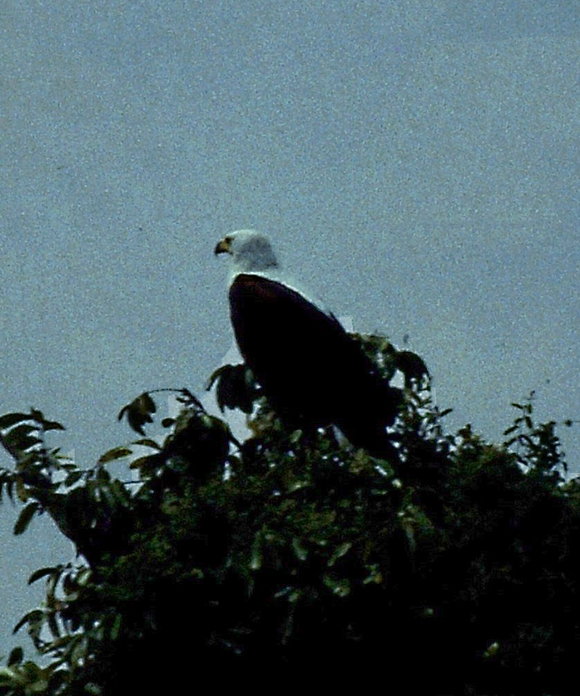 Wie Viel Wiegt Ein Adler