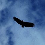 Auffahren mit Flügeln wie ein Adler (02.04.2020)